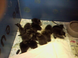 Laufentenküken gestern und vorgestern geschlüpft