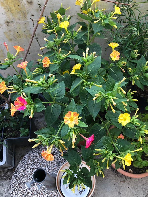 Mirabilis jalapa.jpg