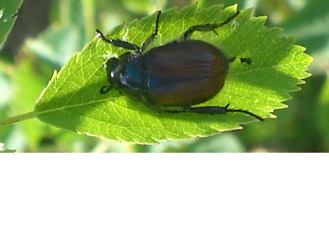 Unbekannter, verfressener Käfer