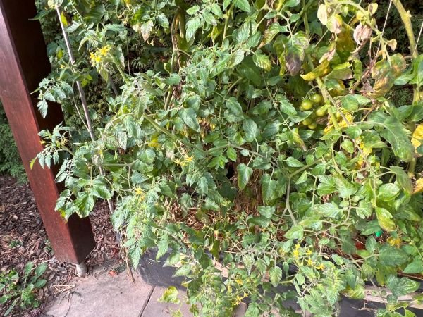 Nein, die sind nicht ausgegeizt.