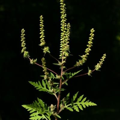 Ambrosia artemisiifolia
