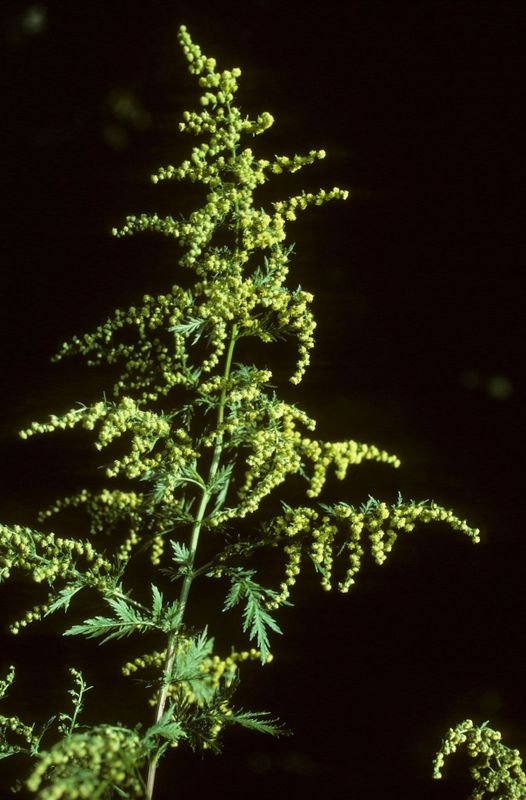 Artemisia annua