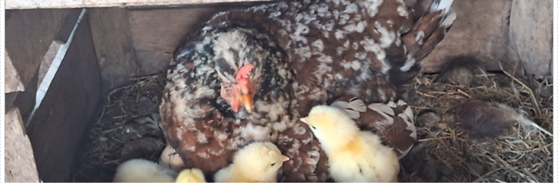 Screenshot 2025-12-26 at 21-06-07 Selbstversorger Forum e.V. - Antwort erstellen.png