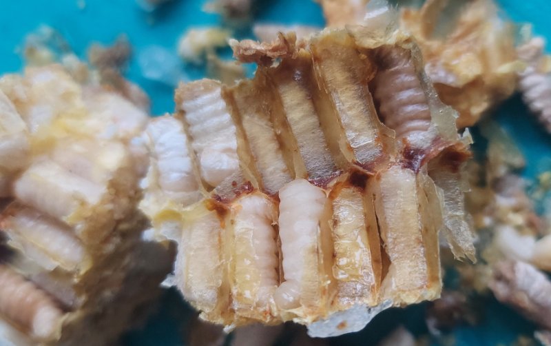 20251227_Drohnenwabenteil Ausschnitt.jpg