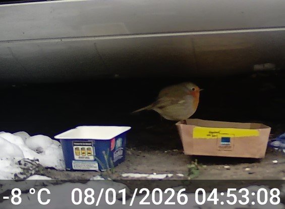 Rotkehlchen unter Auto 2026 01.jpg