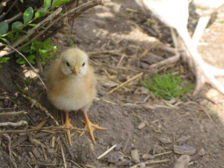 Unser kleines Küken eine Woche alt!