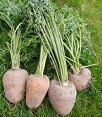 Möhre Ochsenherz.jpg