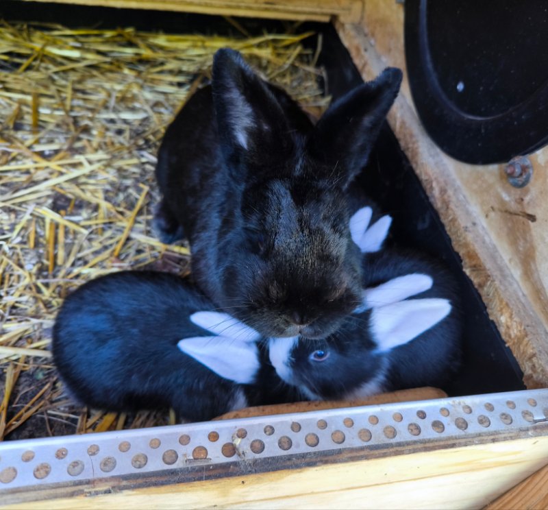 Nachdem diese Zippe beim ersten Wurf nichts mit den Jungen anzufangen wusste, hat es im zweiten Anlauf mit immerhin 3 Rackern doch noch geklappt.