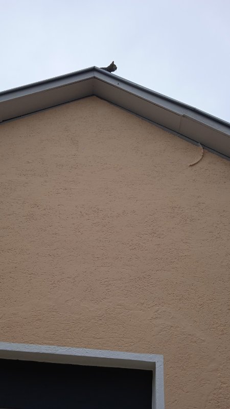 ElliDach1.jpg