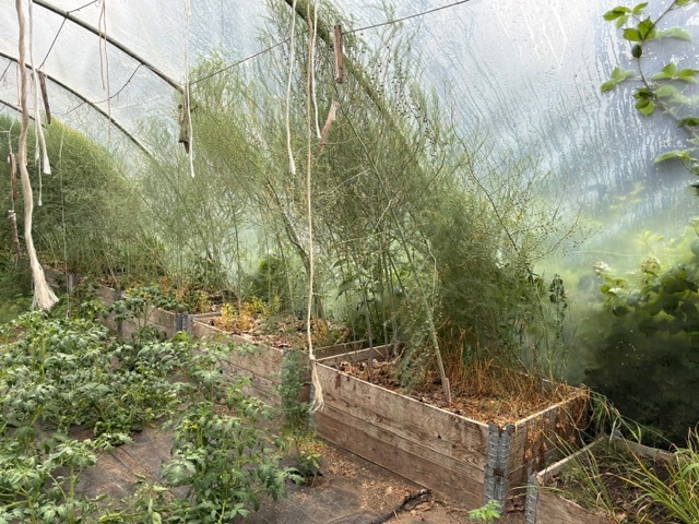 Spargelbeet aktuell