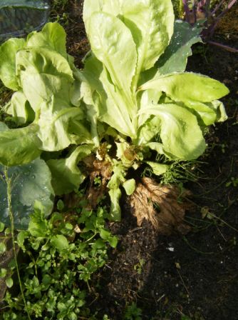 Nachwuchs aus dem Strunk
