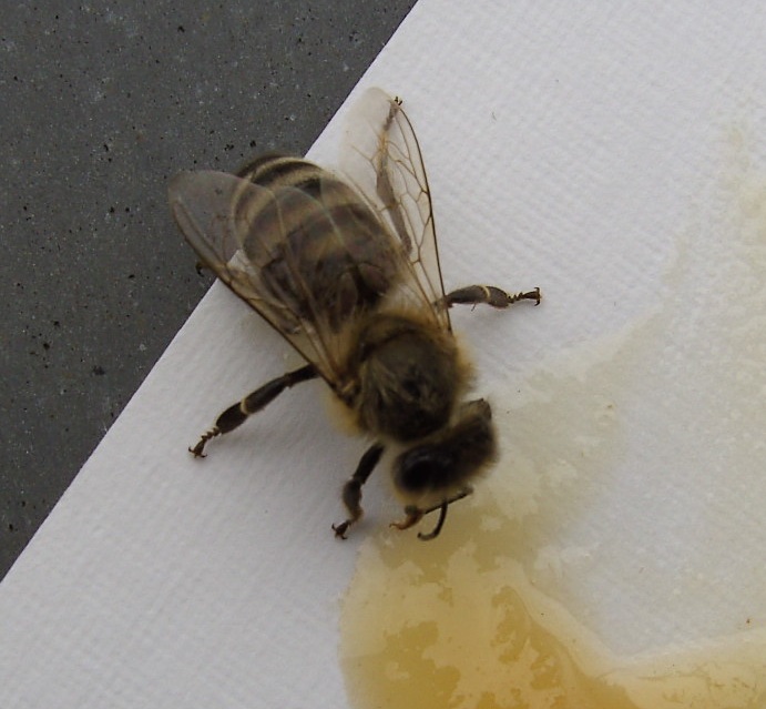 Biene auf Visitenkarte