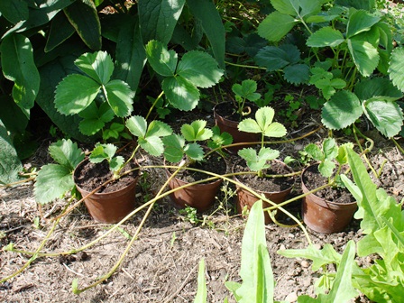 Pflanze wird mit Haarnadel in der Erde fixiert
