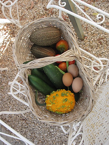 katzen netzgurke ernte 003.JPG