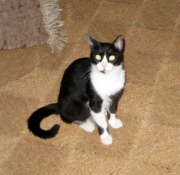 gurke, katze, ratte 002.JPG