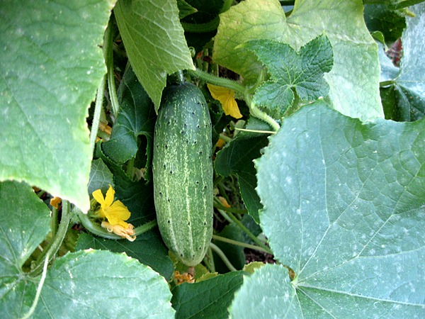 netzgurke im frühzustand.JPG