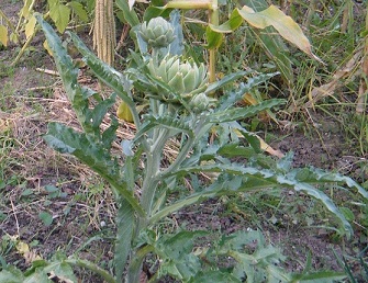 Bild4 012 - Kopie.jpg