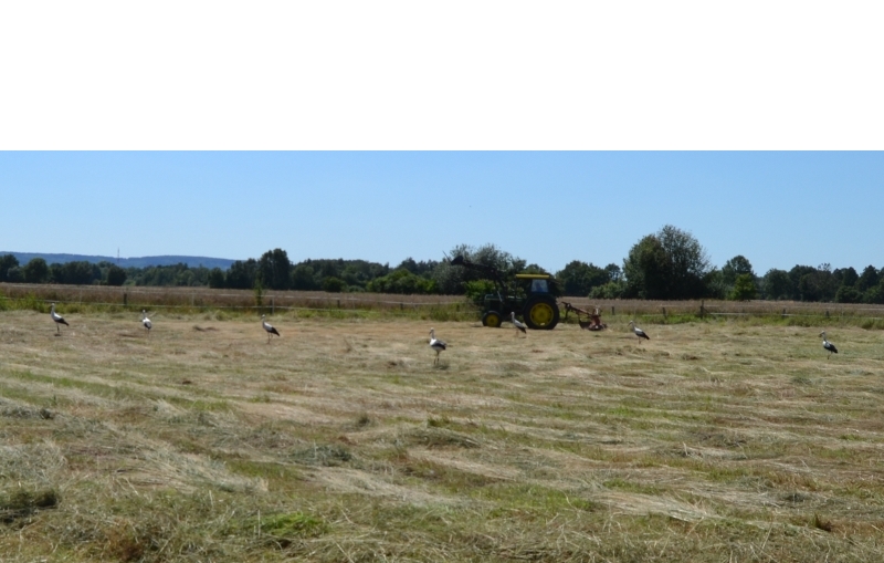 DSC_0098 800x500.JPG