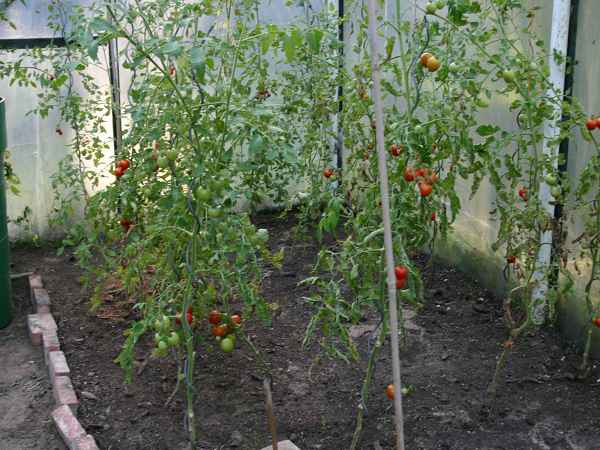k-tomateGH.JPG