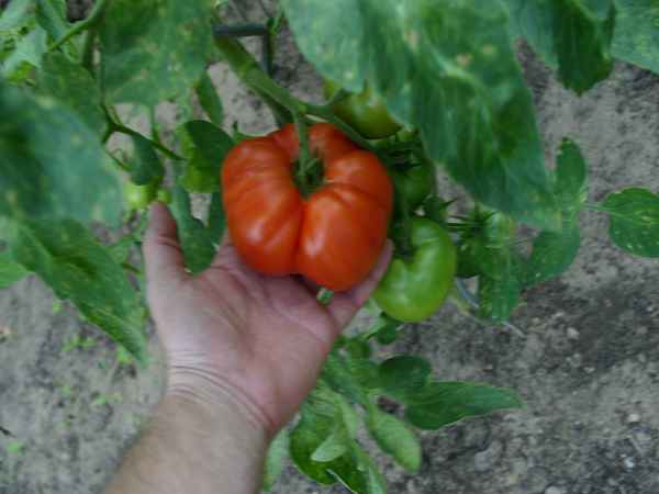 k-tomateXXL.JPG