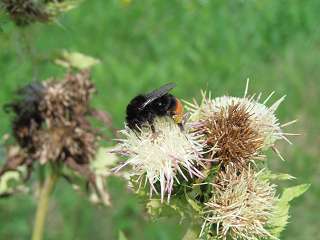 k-hummel kohldistel.JPG