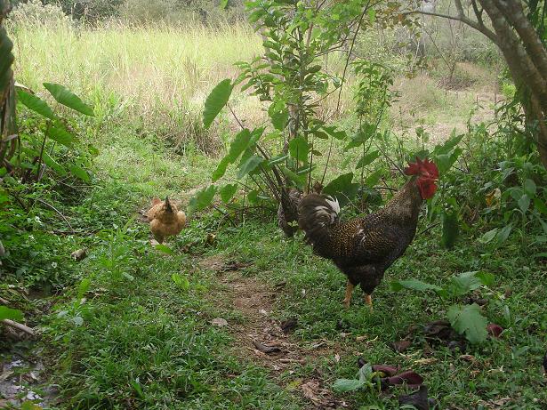 Hühner in der großen weiten Welt.JPG