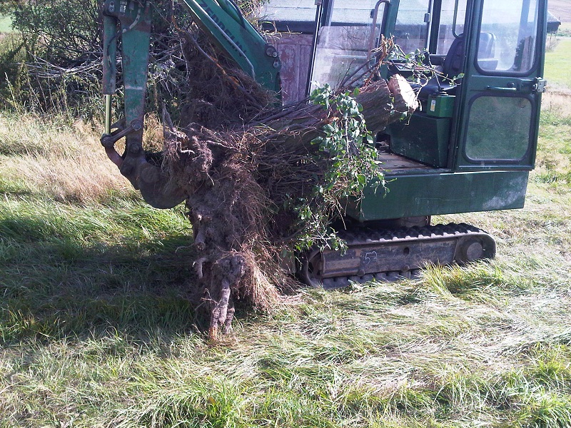 Abtransport der Wurzel