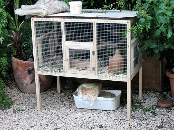 wachtelstall 002.JPG