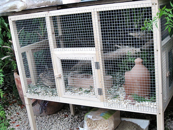 wachtelstall 003.JPG