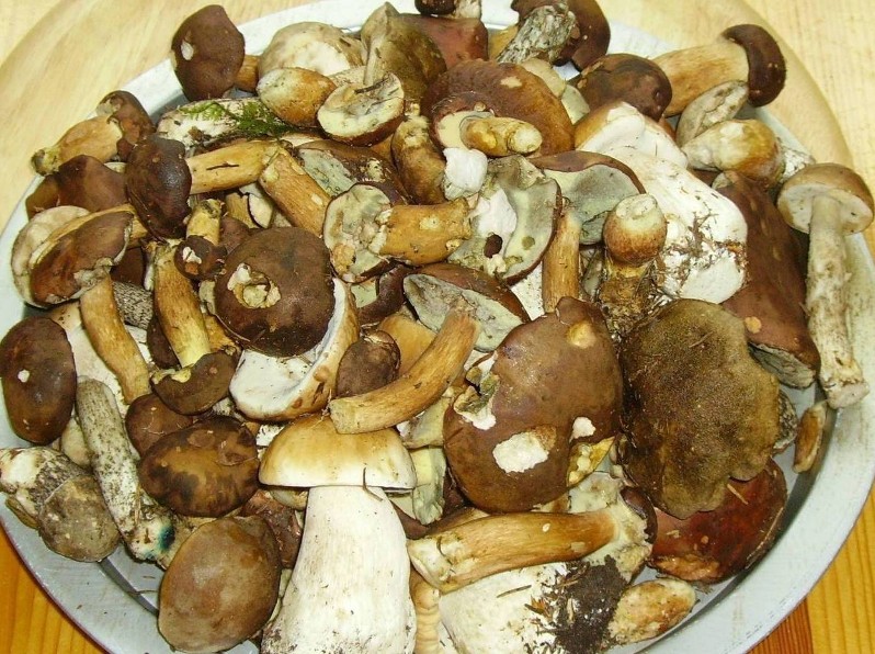 Mondsee august 2012-Motocross 206.jpg