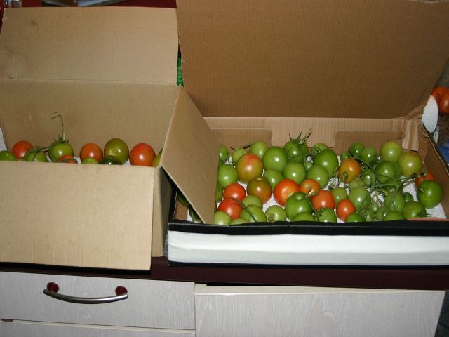 k-tomaten_im_haus.jpg