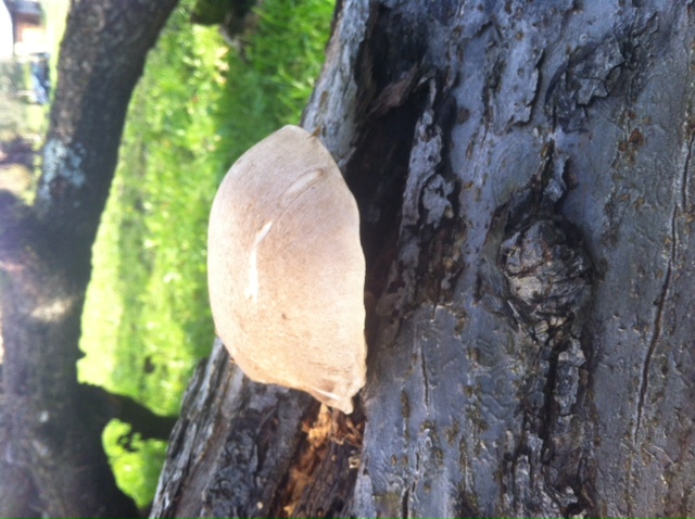 Das ist der kleinere der zwei Pilze an Stamm des morschen Pflaumenbaums