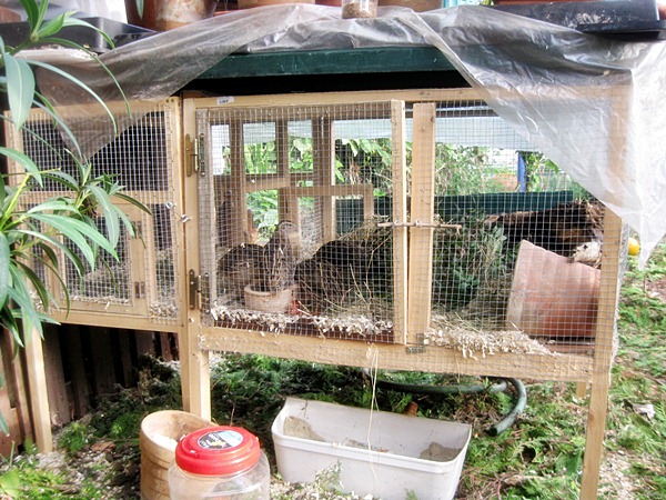 neuer wachtelstall und feli 006.JPG