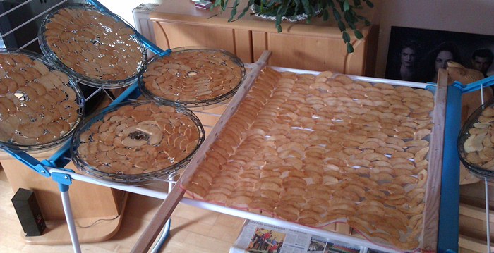 Dörräpfel im Werdegang auf Fliegengitter und Dörrapparatsieben