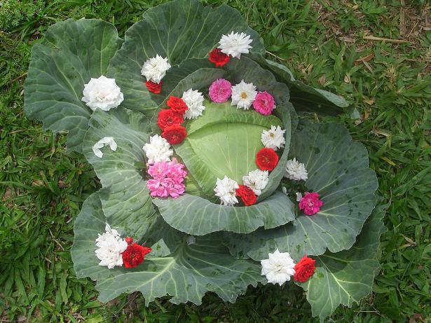 Rosenkohl.JPG
