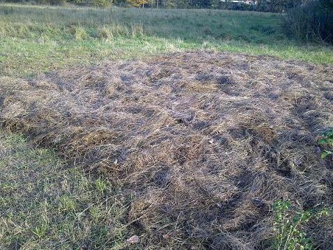 Mulchbeet abgedeckt mit Grasschnitt