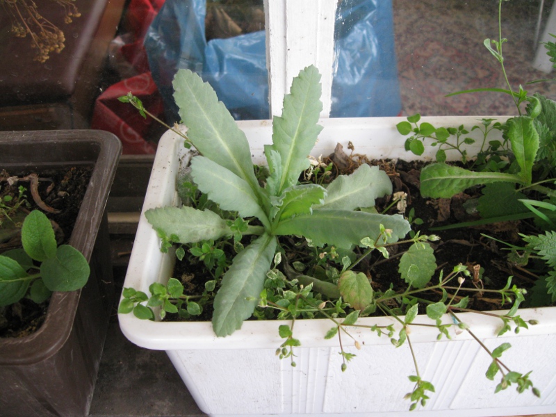 agastache.jpg