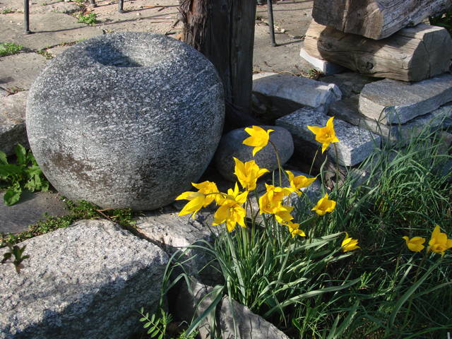 Tulipa silvestris, Weinbergstulpe