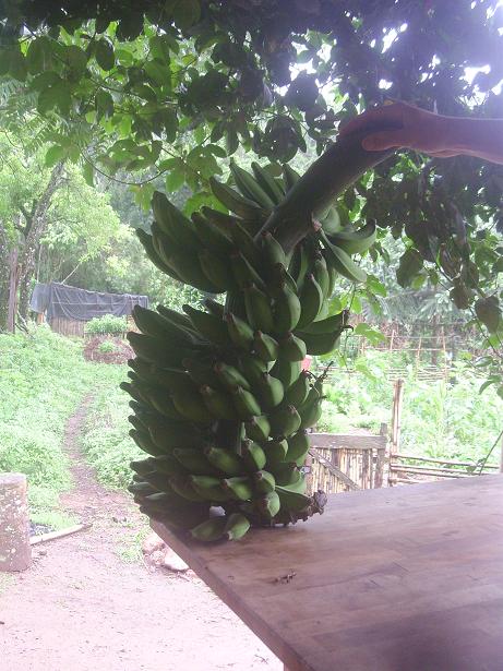 Unsere bisher größte Staude