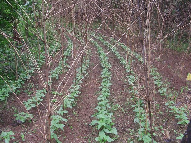 Schwarze Bohnen werden das Bambusgerüst in einen Bohnenwald verwandeln