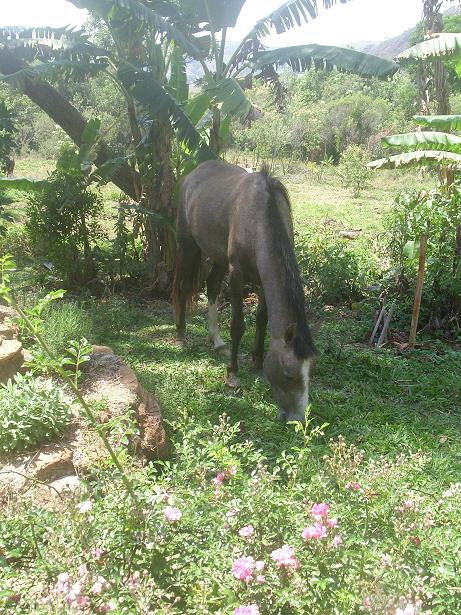 Marimur, unsere 2 jährige Stute ist schon fast ein Stubenpferd, so anhänglich ist sie.