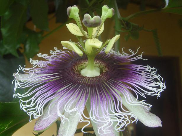 Die Blüte sieht so femdartig aus, wie die Frucht gut schmeckt