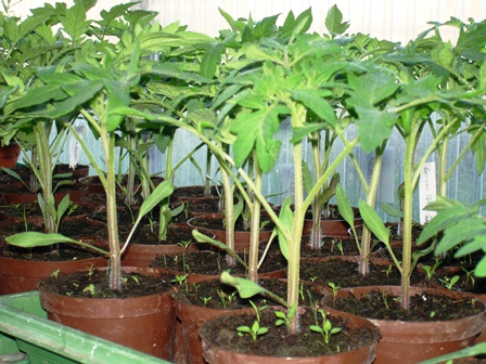 Tomaten vor dem Setzen.jpg