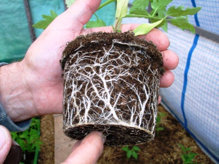 Wurzeln sind schön ausgebildet. Die Pflanze ist gerade in der richtigen Grösse um verpflanzt zu werden. <br />Was mir nicht gefällt ist die Form des Wurzelballens. Wurzeln wachsen nach oben statt nach unten in die Tiefe und sie haben am Boden bereits ein kleines Kränzchen gebildet. Ich müsste also die Tomaten in viel grössere Pflanzgefässe vereinzeln.