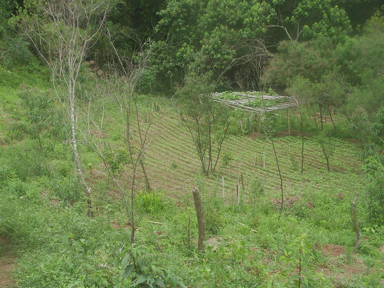 Chuchu, Sechium edule oder Chayote ist eine ausdauernde Kletterpflanze, die zu den Kürbisgewächsen gehört. Bei Wiki gibt es mehr informationen.