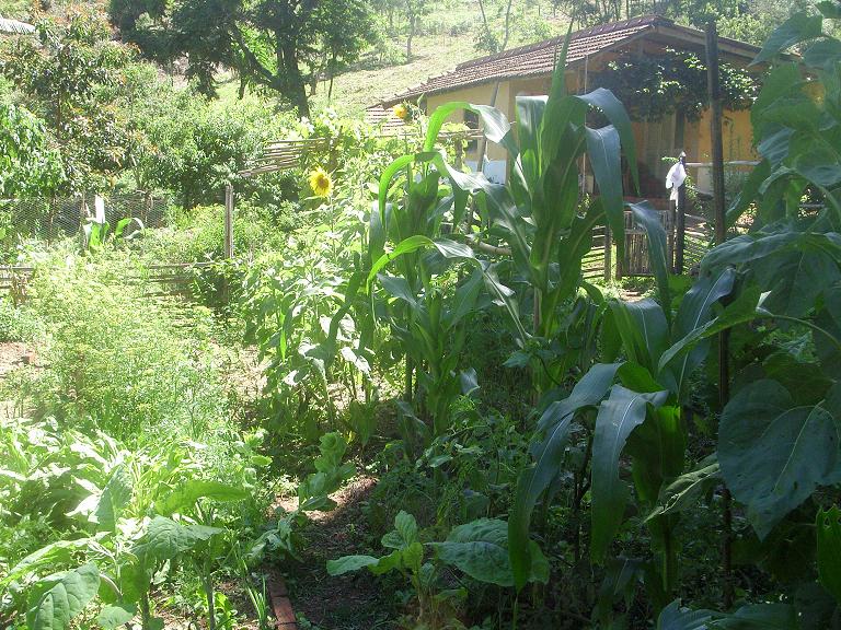Wir haben ihn ein wenig vernachlässigt, den Garten, aber er soll auch kein Gartenzwerggeschmücktes Vorzeigeobjekt sein.
