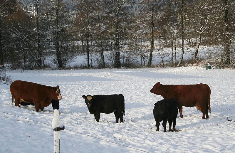 2012-12-06_3.jpg