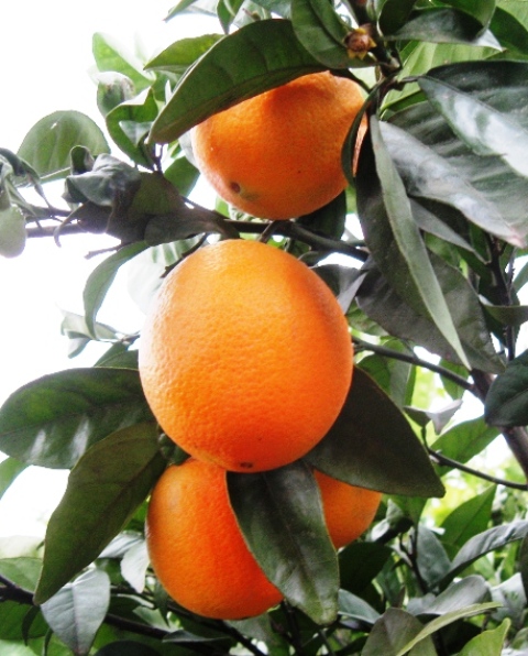 Orangen Früchte.JPG