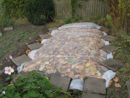 Gemüseschutznetz im Herbst.jpg