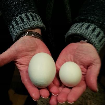 215666_535910933093953_1523417145_n ei.jpg